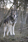 eastern timber wolf