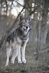 eastern timber wolf