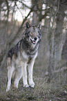 eastern timber wolf