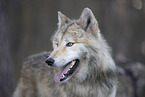 eastern timber wolf