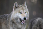 eastern timber wolf