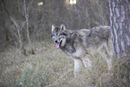 eastern timber wolf