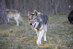 eastern timber wolves