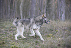 eastern timber wolf