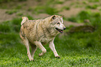 deer wolf