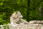deer wolf