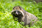 raccoon dog