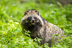 raccoon dog