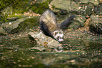 ferret