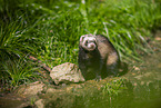 ferret
