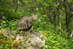 european wildcat