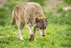 deer wolf