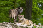 deer wolf