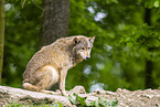 deer wolf