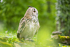 Siberian Eagle Owl