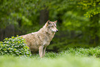 deer wolf