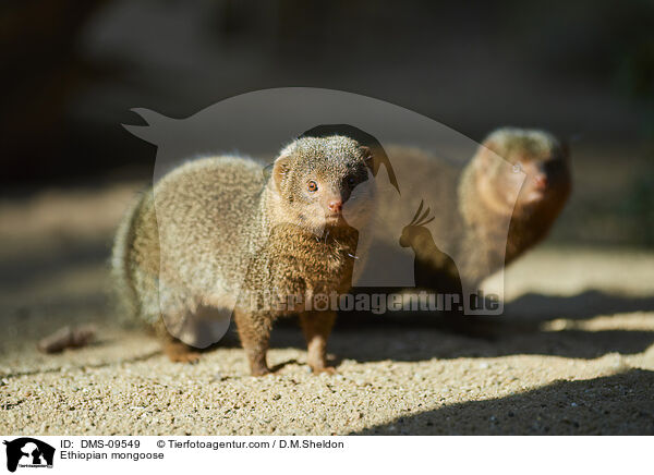 Ethiopian mongoose / DMS-09549