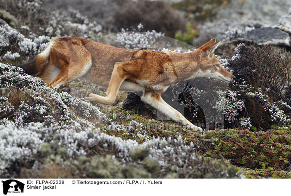 thiopischer Wolf / Simien jackal / FLPA-02339
