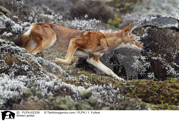 Simien jackal / FLPA-02339