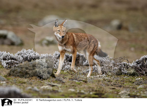 thiopischer Wolf / Simien jackal / FLPA-02341