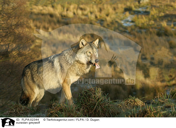 Eurasischer Grauwolf / eurasian greywolf / FLPA-02344