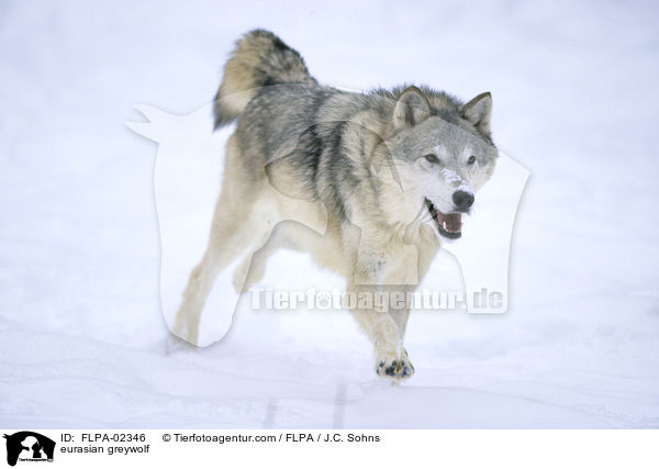 eurasian greywolf / FLPA-02346