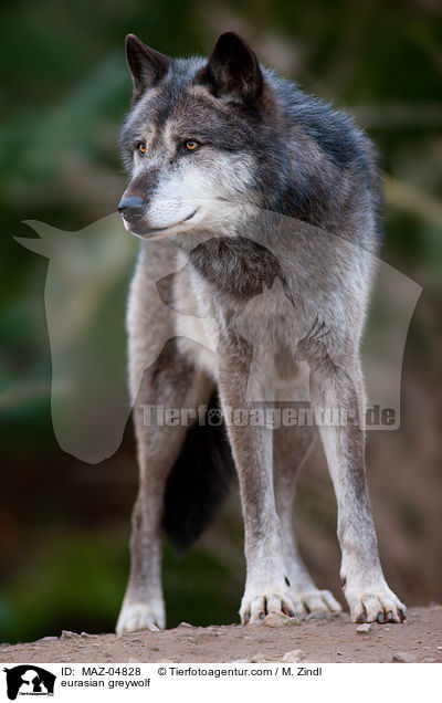 eurasian greywolf / MAZ-04828