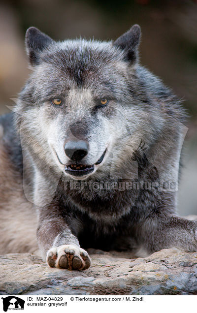 eurasian greywolf / MAZ-04829