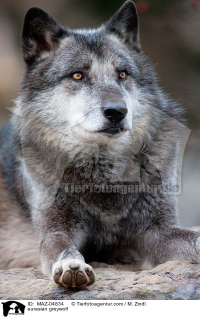 Eurasischer Grauwolf / eurasian greywolf / MAZ-04834