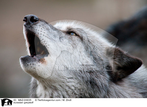 Eurasischer Grauwolf / eurasian greywolf / MAZ-04835