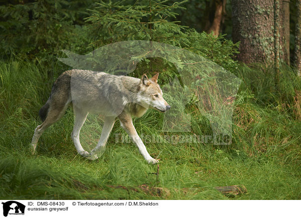 Eurasischer Grauwolf / eurasian greywolf / DMS-08430