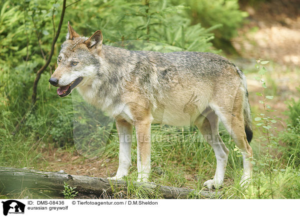 Eurasischer Grauwolf / eurasian greywolf / DMS-08436
