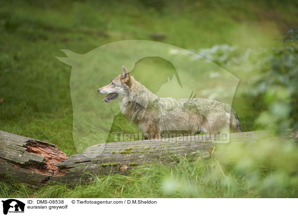 Eurasischer Grauwolf / eurasian greywolf / DMS-08538