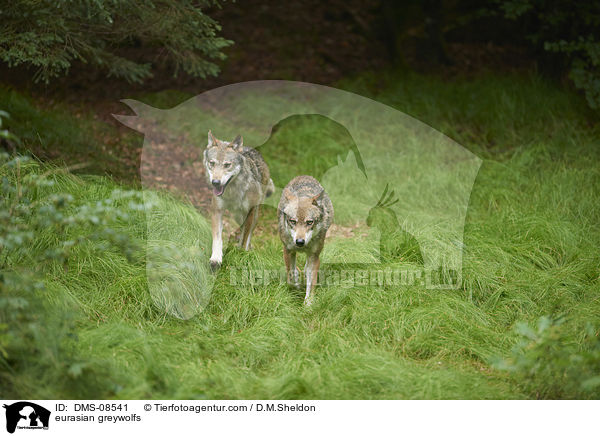Eurasische Grauwlfe / eurasian greywolfs / DMS-08541