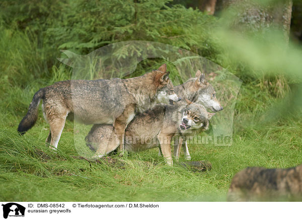 Eurasische Grauwlfe / eurasian greywolfs / DMS-08542
