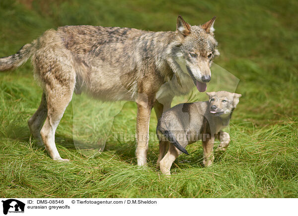 Eurasische Grauwlfe / eurasian greywolfs / DMS-08546