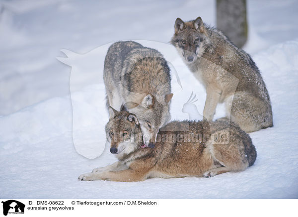 Eurasischer Grauwlfe / eurasian greywolves / DMS-08622