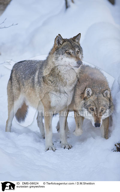 Eurasischer Grauwlfe / eurasian greywolves / DMS-08624