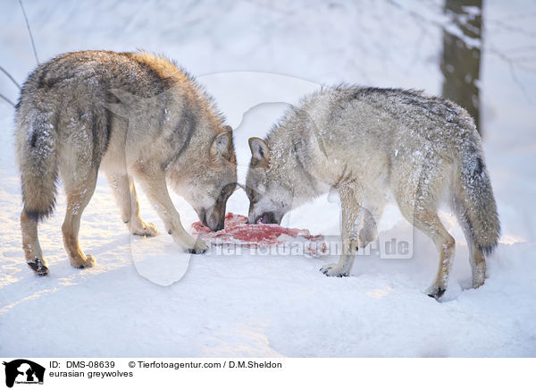 Eurasischer Grauwlfe / eurasian greywolves / DMS-08639