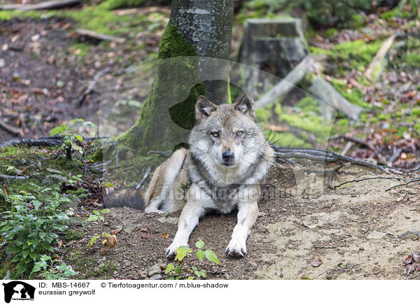 Eurasischer Grauwolf / eurasian greywolf / MBS-14667