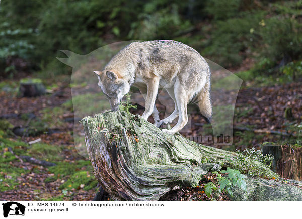 Eurasischer Grauwolf / eurasian greywolf / MBS-14674