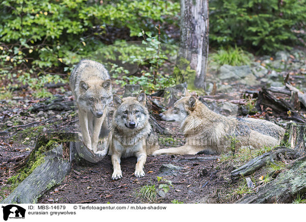 Eurasische Grauwlfe / eurasian greywolves / MBS-14679