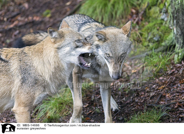 Eurasische Grauwlfe / eurasian greywolves / MBS-14686
