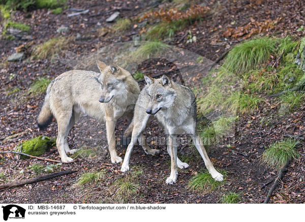 Eurasische Grauwlfe / eurasian greywolves / MBS-14687