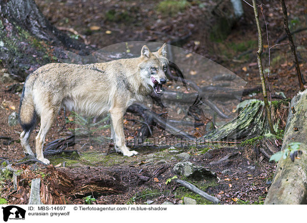 Eurasischer Grauwolf / eurasian greywolf / MBS-14697