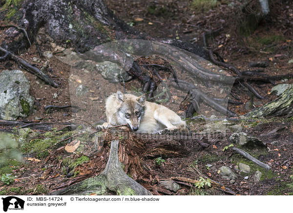 Eurasischer Grauwolf / eurasian greywolf / MBS-14724
