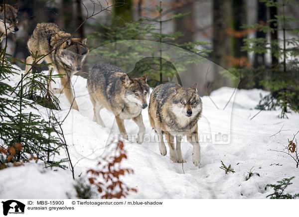 Eurasische Grauwlfe / eurasian greywolves / MBS-15900