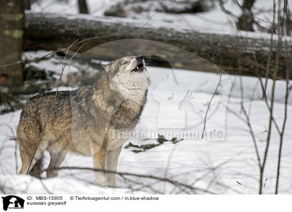 Eurasischer Grauwolf / eurasian greywolf / MBS-15905