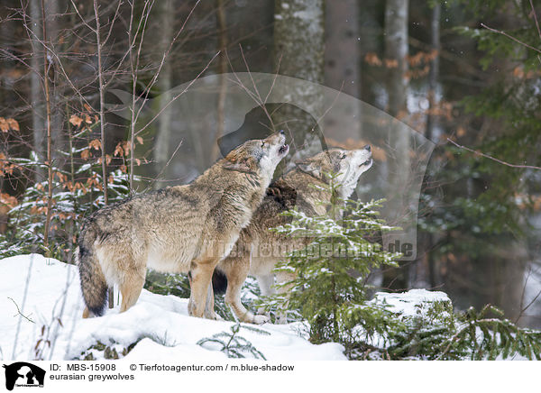 Eurasische Grauwlfe / eurasian greywolves / MBS-15908