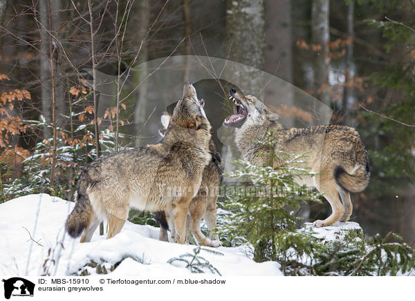 Eurasische Grauwlfe / eurasian greywolves / MBS-15910
